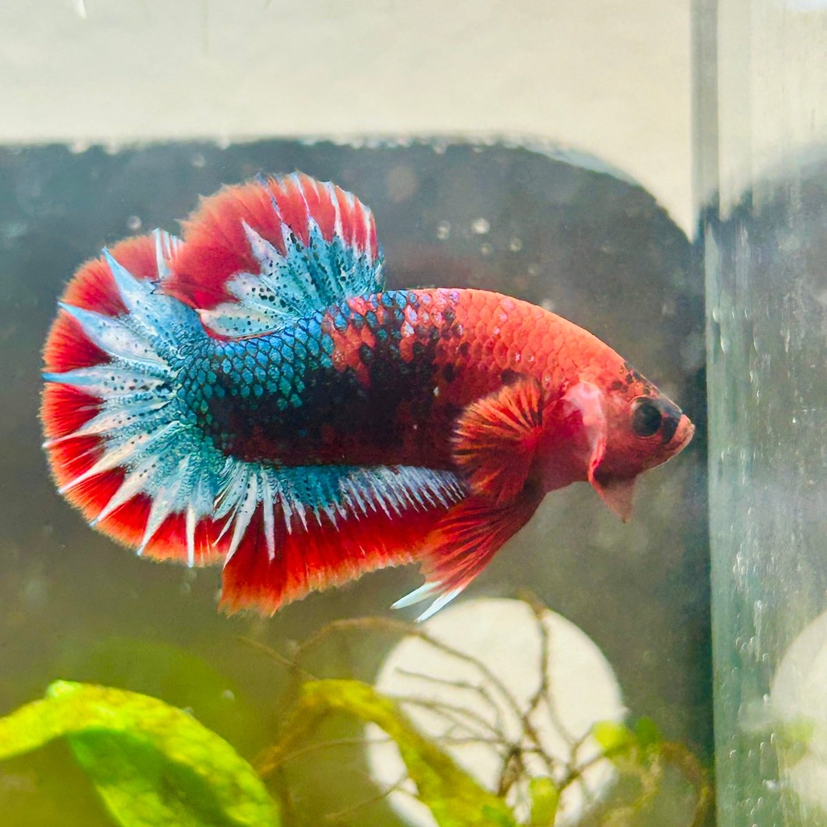 Plakat Red Fancy Male Betta 154 Male betta