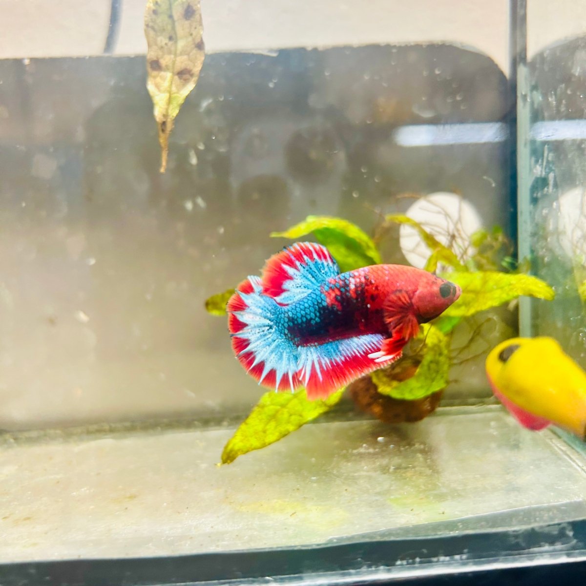 Plakat Red Fancy Male Betta 154 Male betta