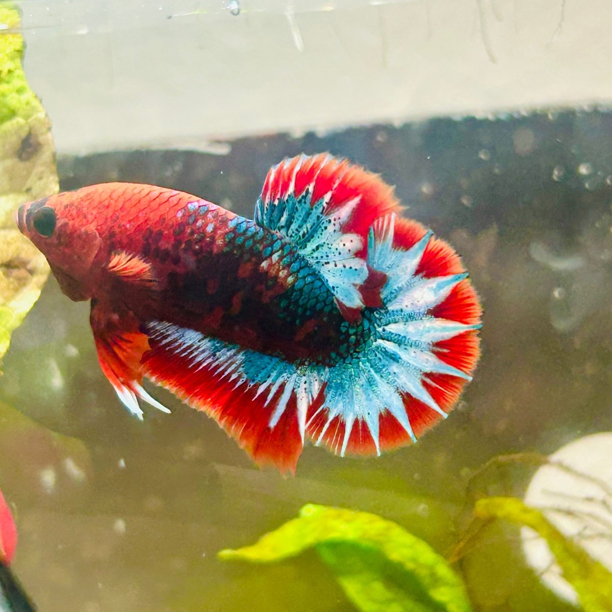 Plakat Red Fancy Male Betta 154 Male betta