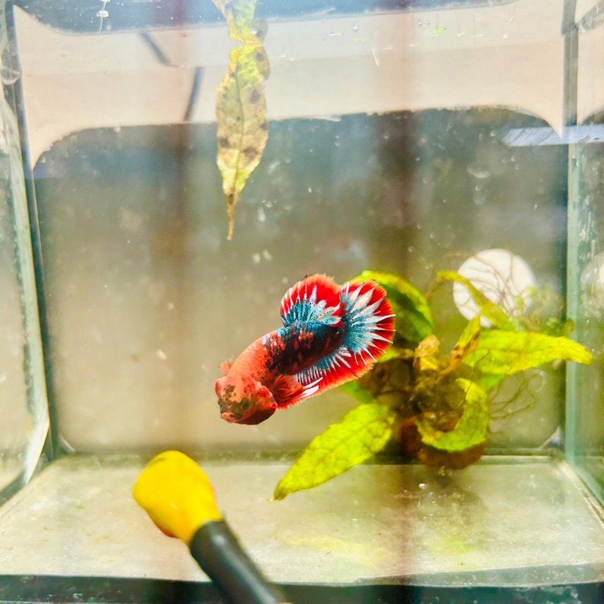 Plakat Red Fancy Male Betta 154 Male betta