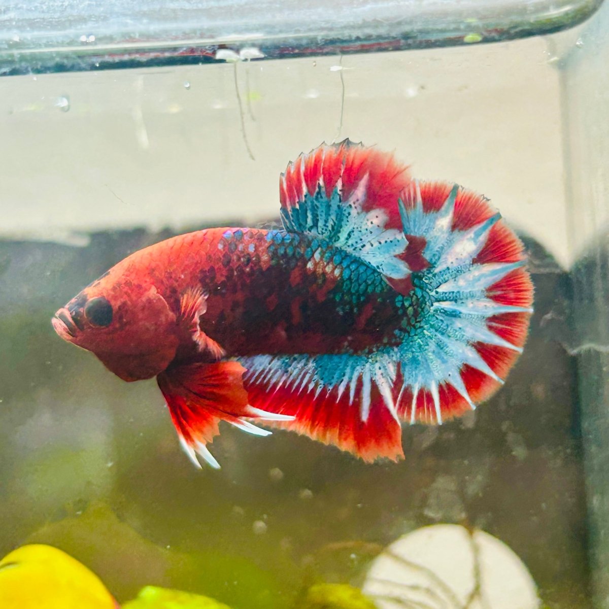 Plakat Red Fancy Male Betta 154 Male betta