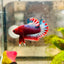 Plakat Red Fancy Male Betta 187 Male betta