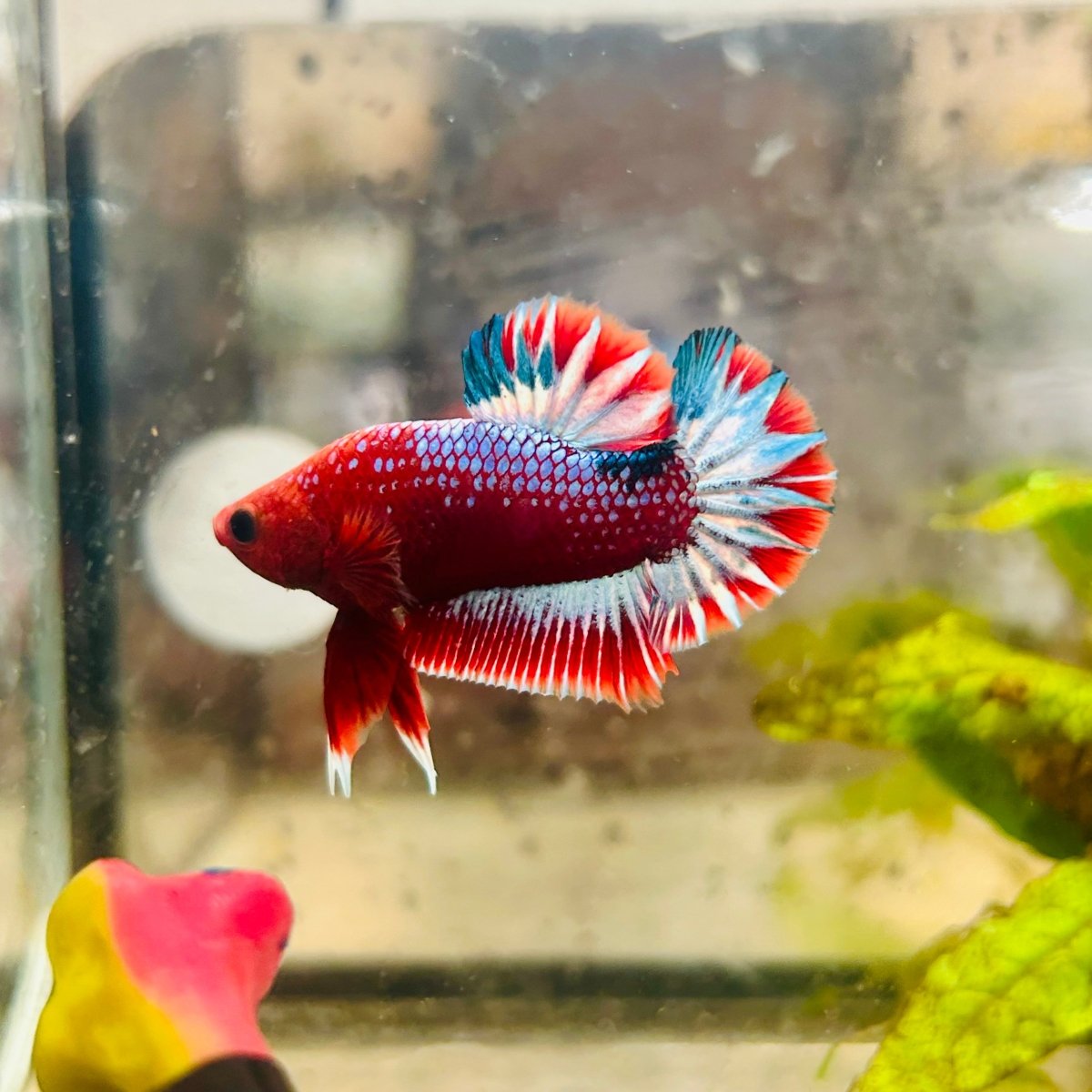 Plakat Red Fancy Male Betta #187