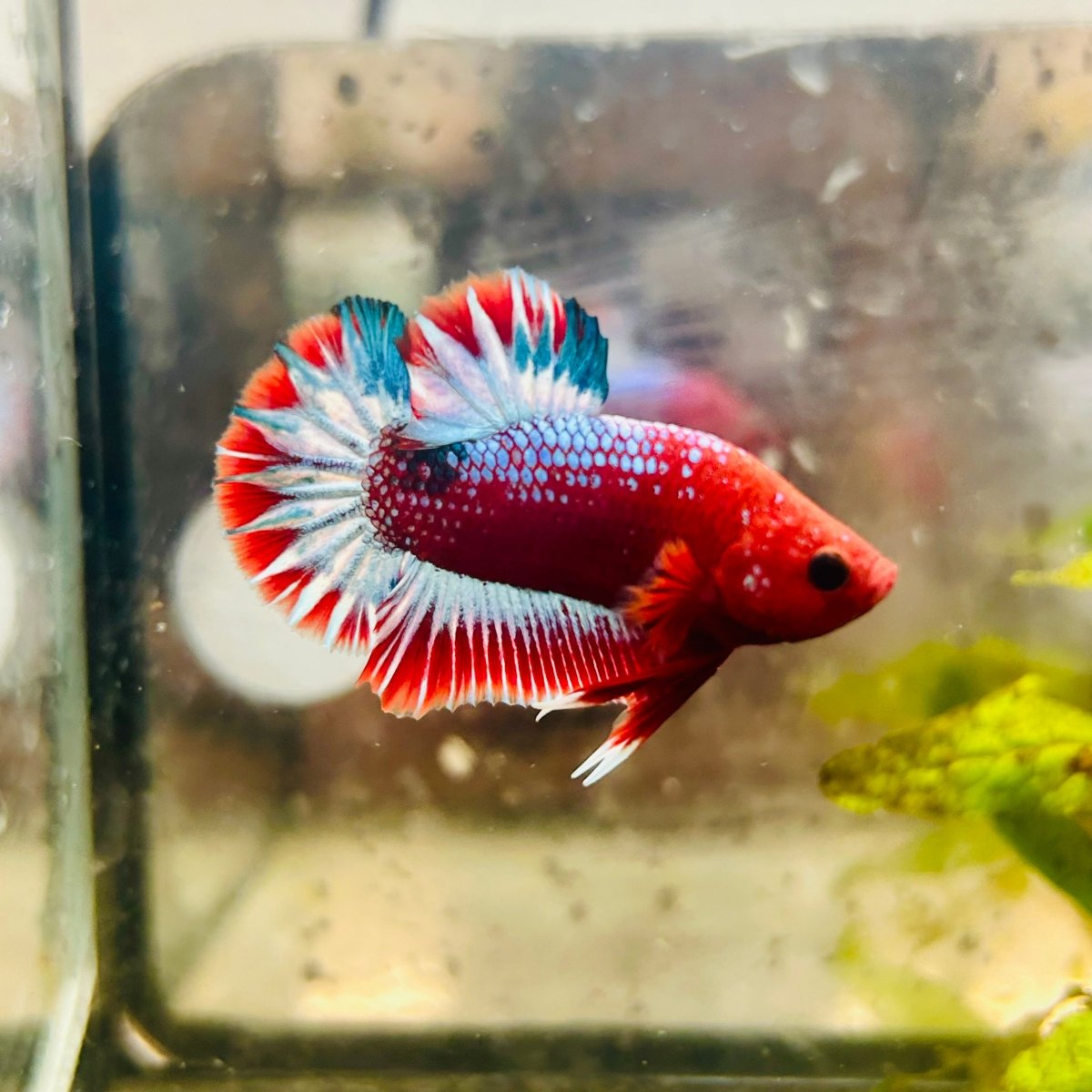 Plakat Red Fancy Male Betta #187