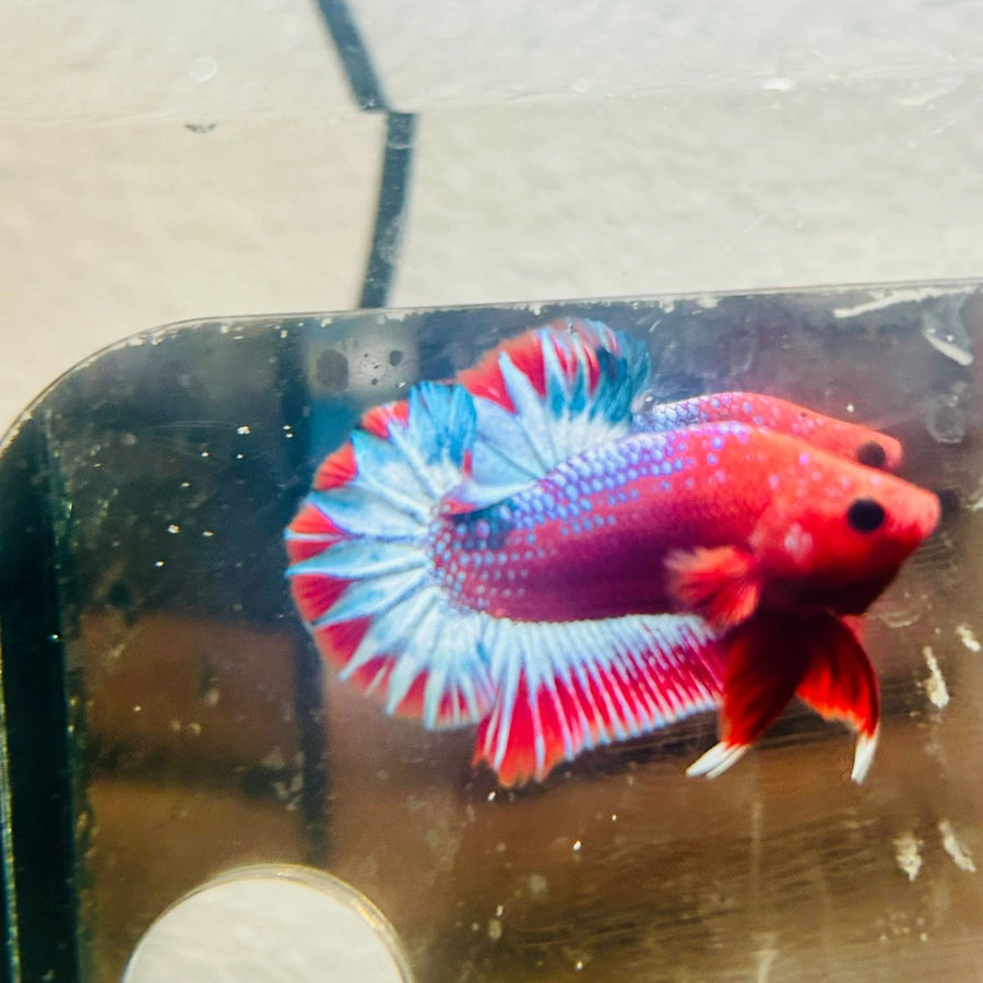 Plakat Red Fancy Male Betta 187 Male betta