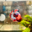 Plakat Red Fancy Male Betta 187 Male betta