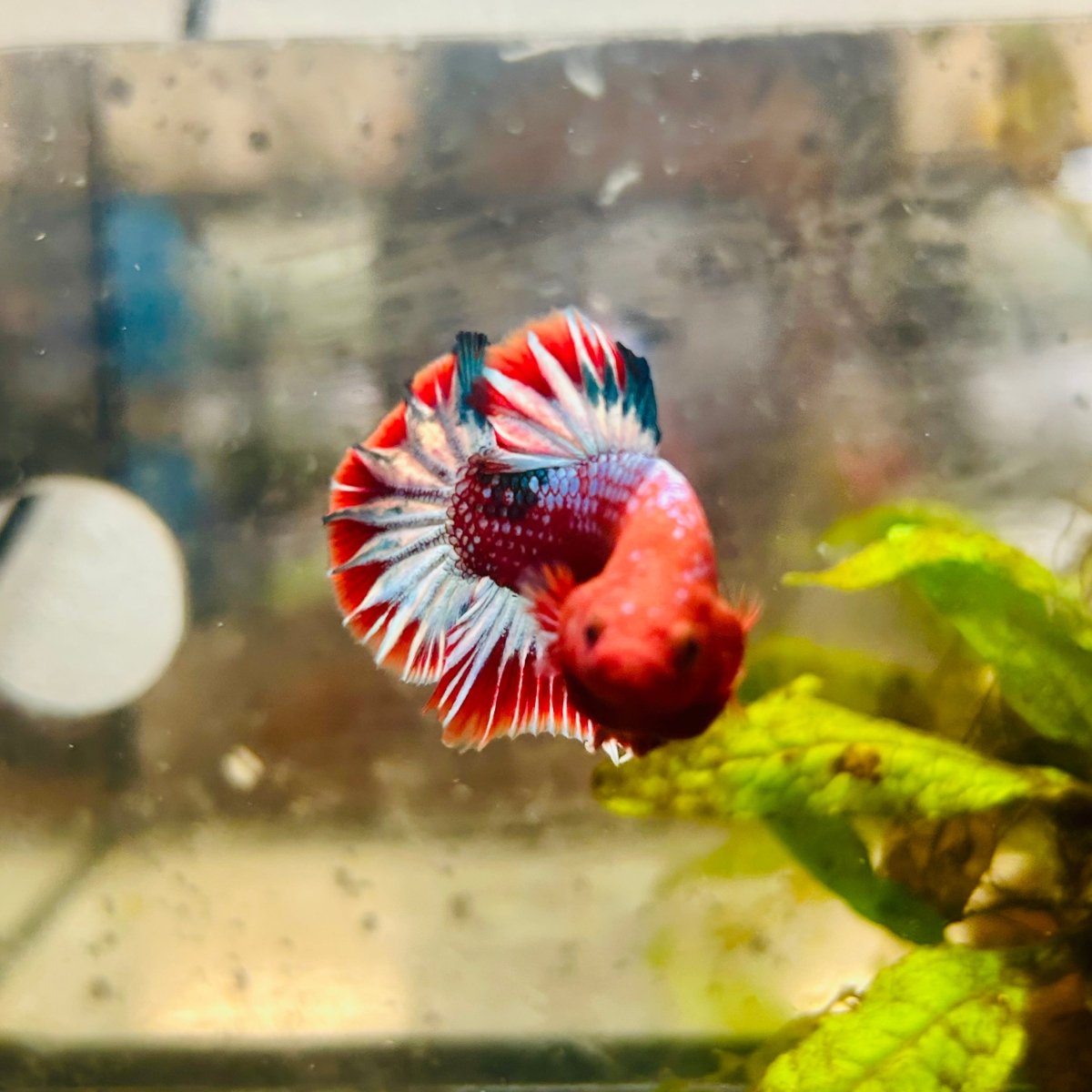 Plakat Red Fancy Male Betta #187