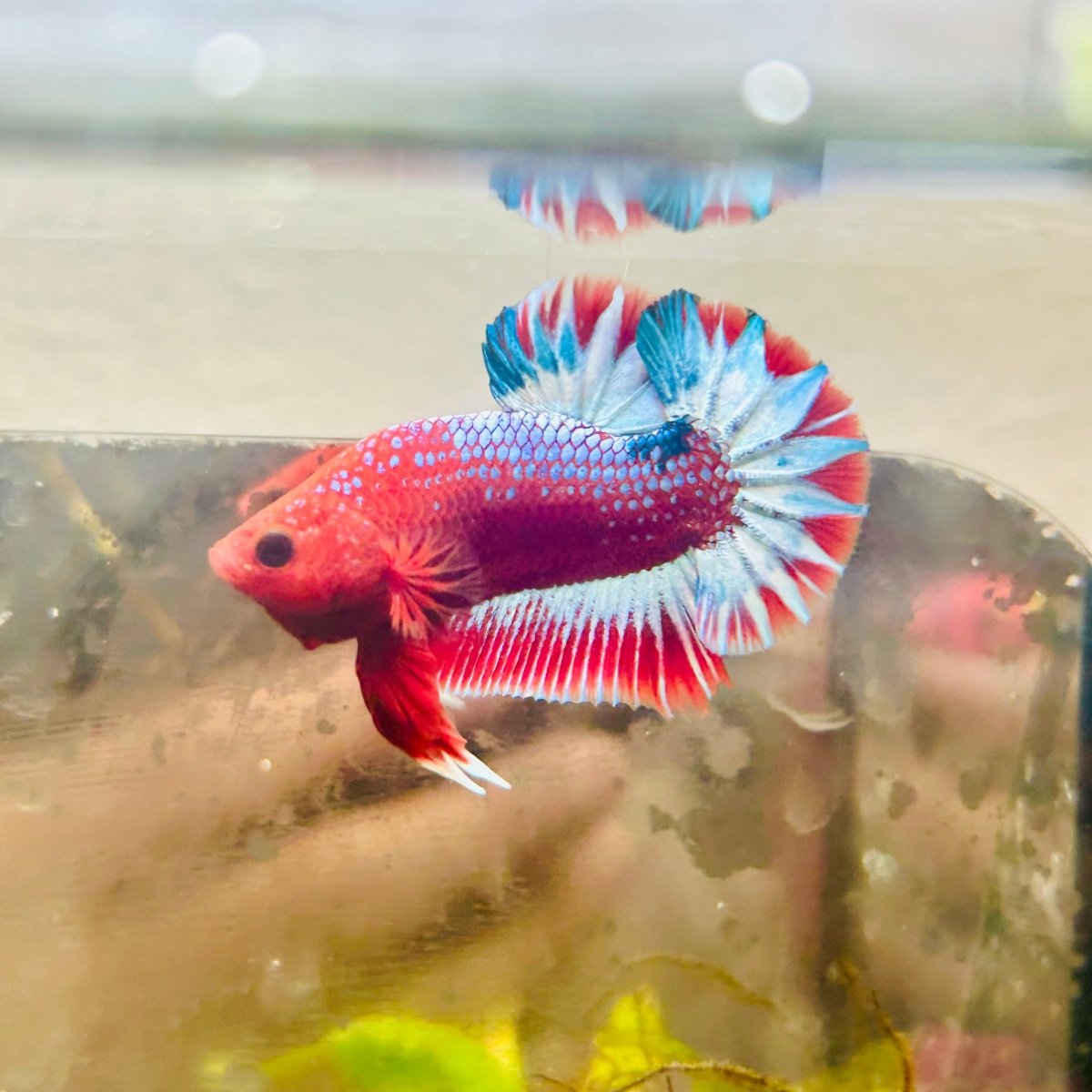 Plakat Red Fancy Male Betta #187