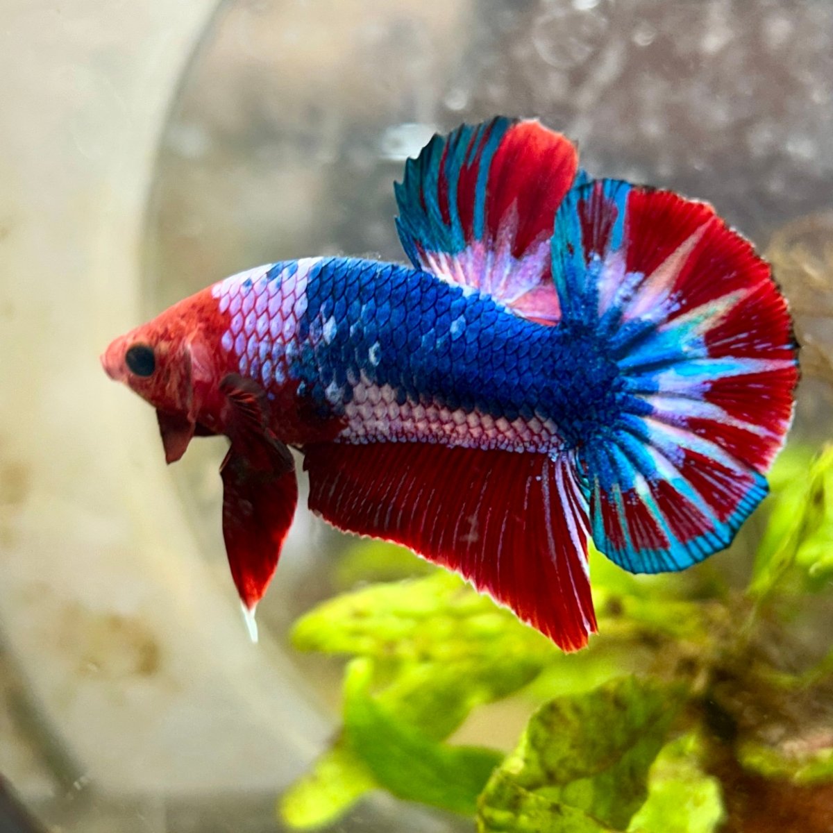 Plakat Red Fancy Male Betta 192 Male betta