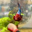 Plakat Red Fancy Male Betta 192 Male betta