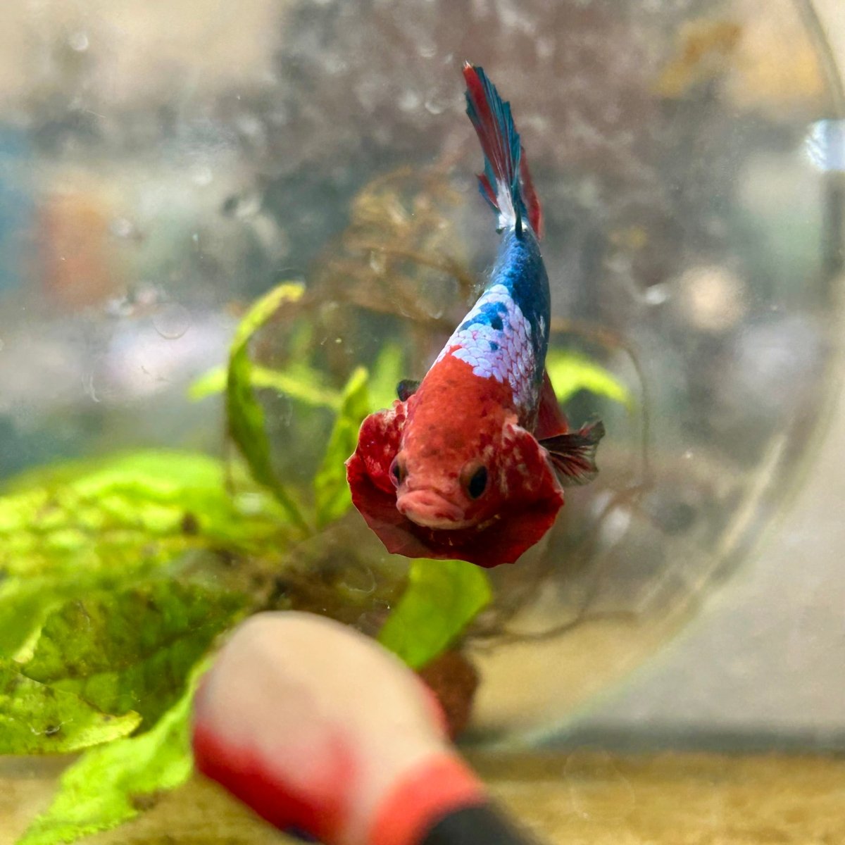 Plakat Red Fancy Male Betta 192 Male betta