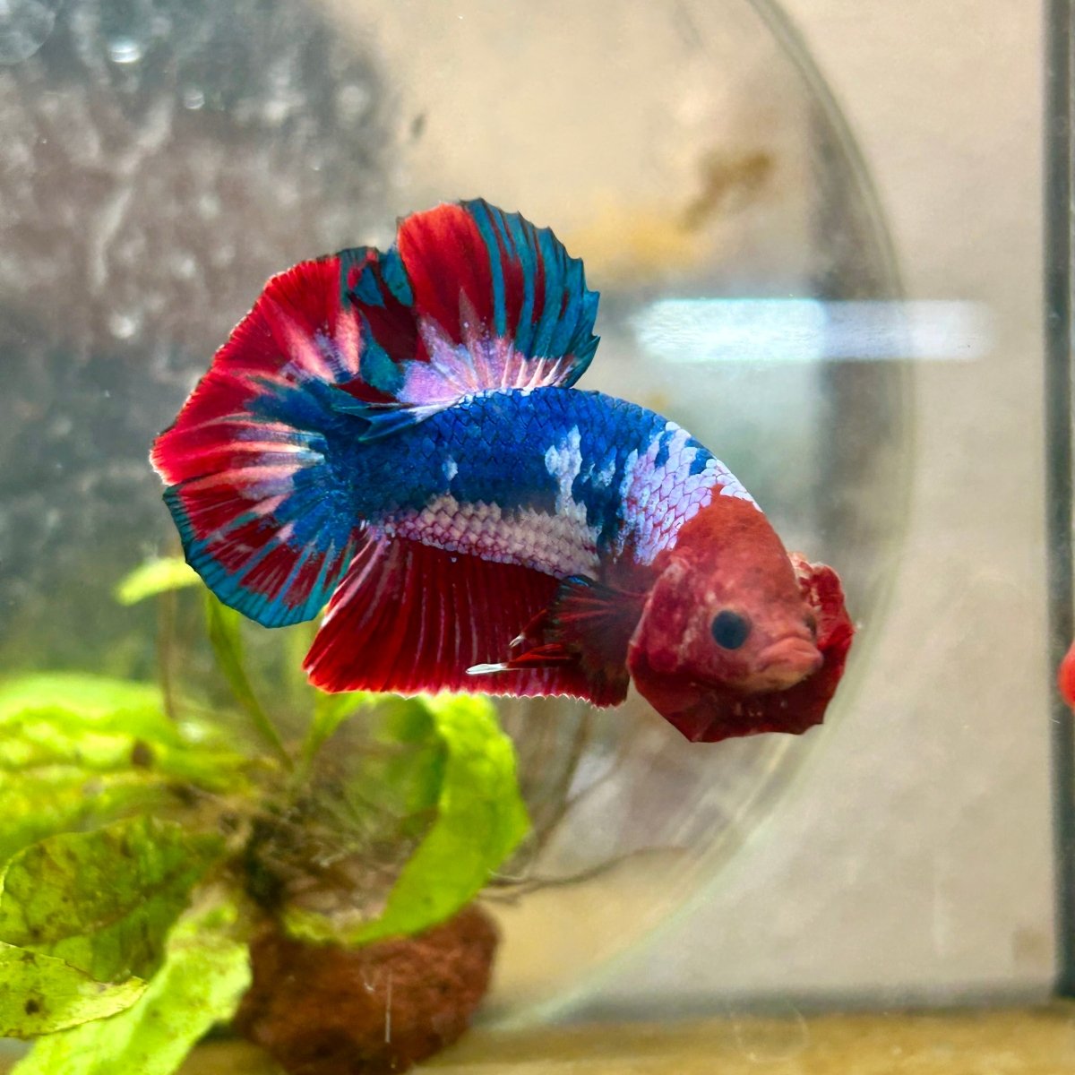Plakat Red Fancy Male Betta 192 Male betta