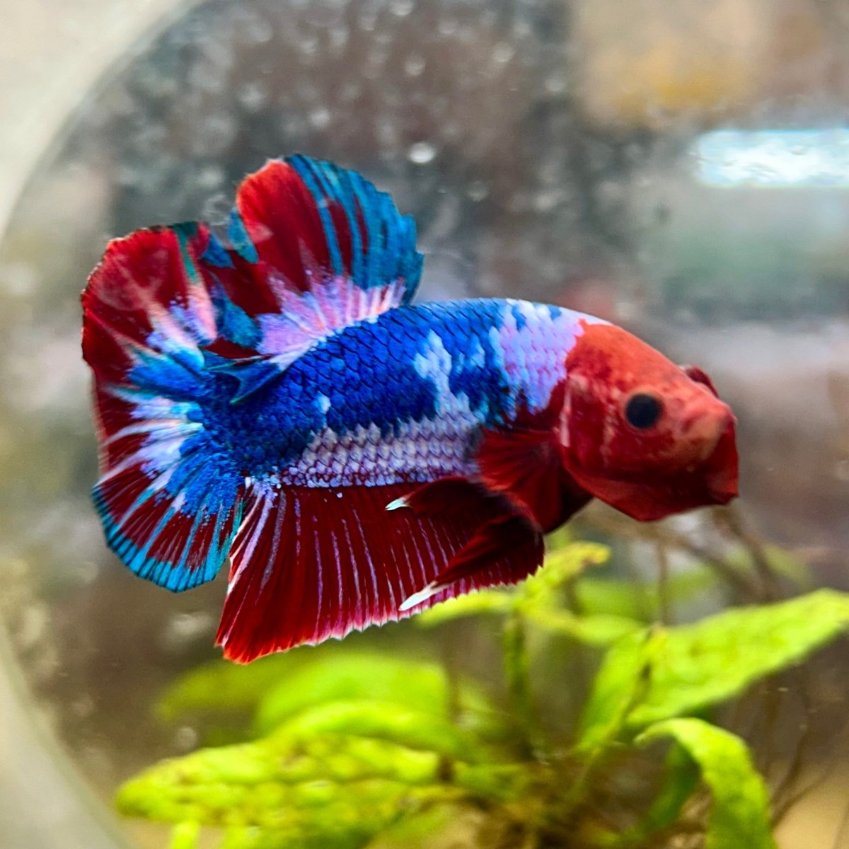 Plakat Red Fancy Male Betta 192 Male betta