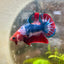 Plakat Red Fancy Male Betta 192 Male betta