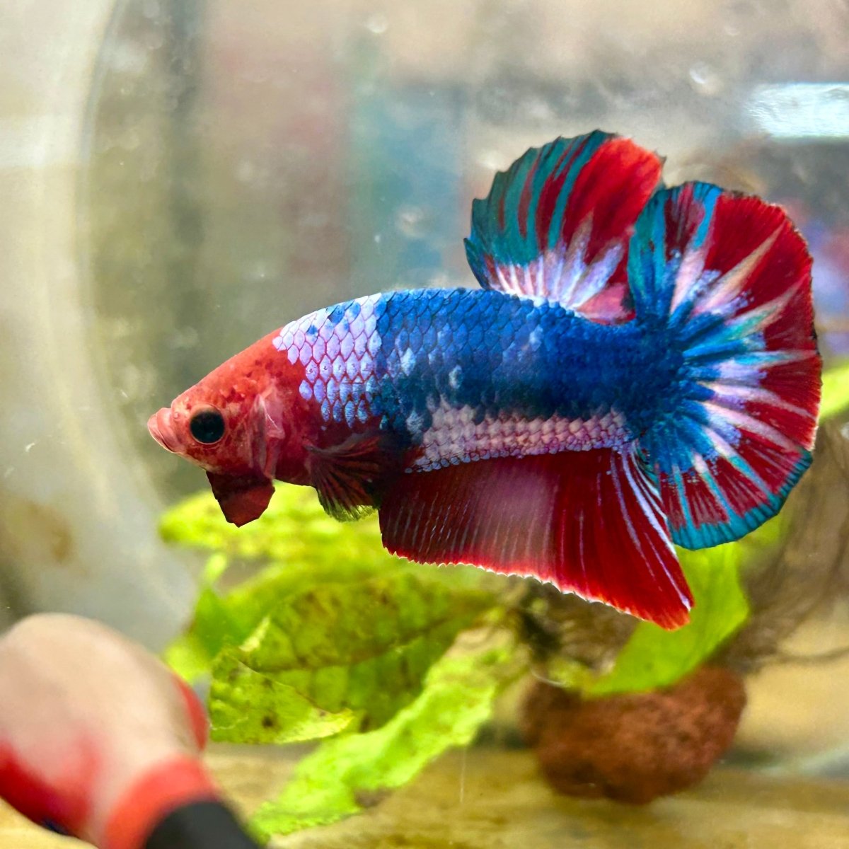 Plakat Red Fancy Male Betta 192 Male betta