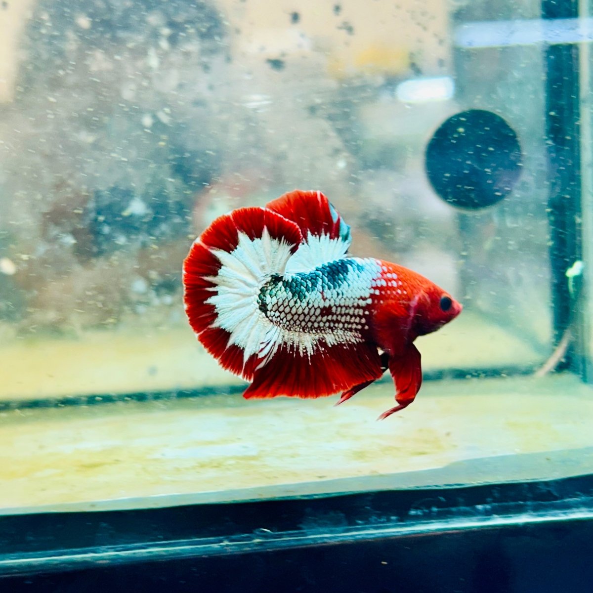 Plakat Red Fancy Male Betta 195 Male betta