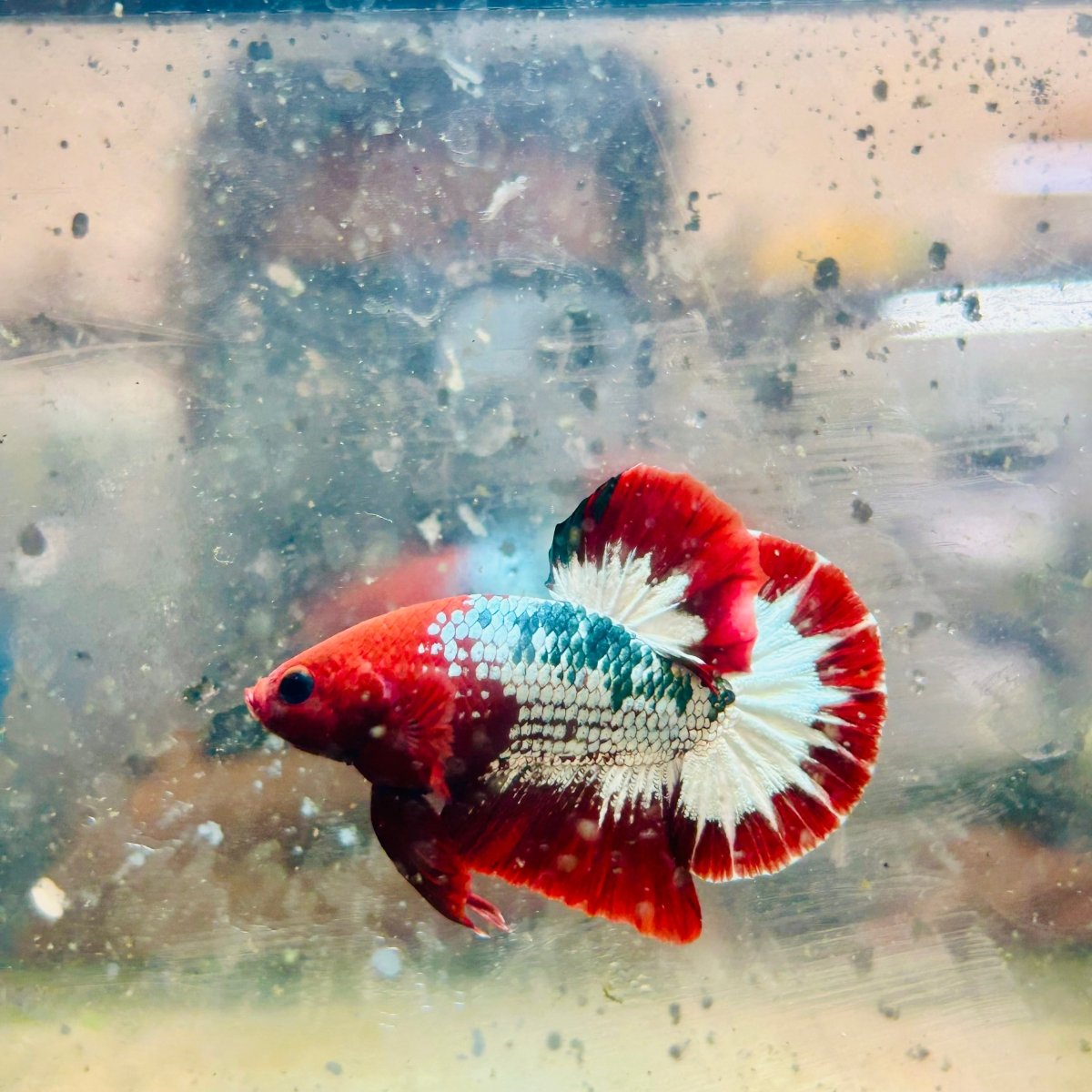 Plakat Red Fancy Male Betta 195 Male betta