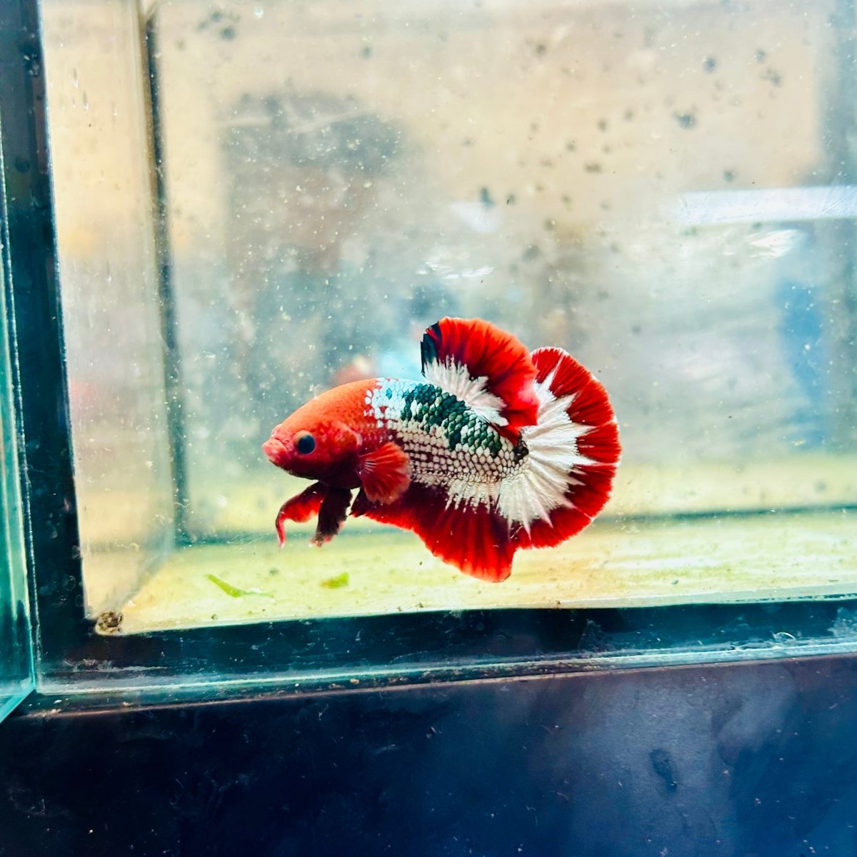 Plakat Red Fancy Male Betta 195 Male betta