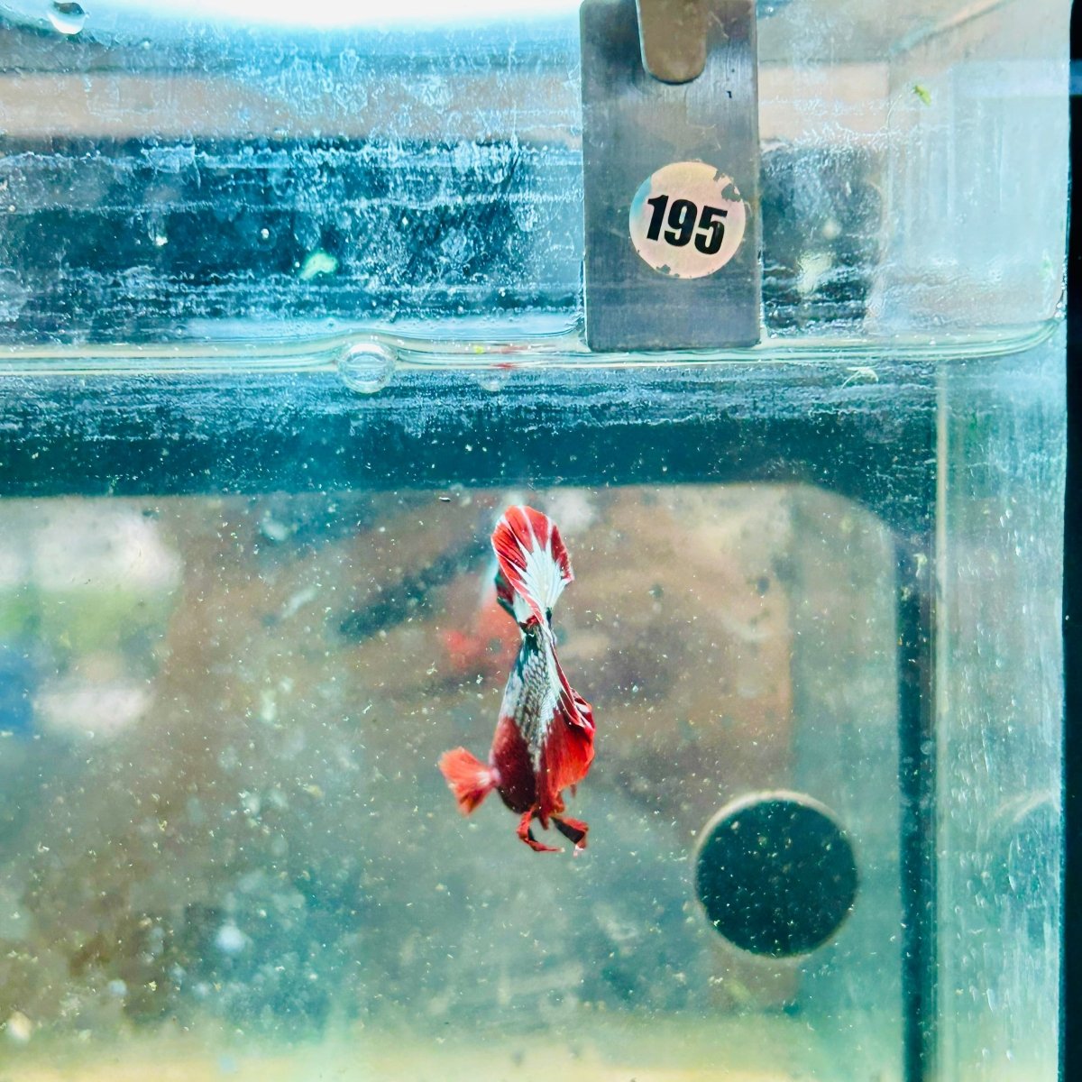 Plakat Red Fancy Male Betta 195 Male betta