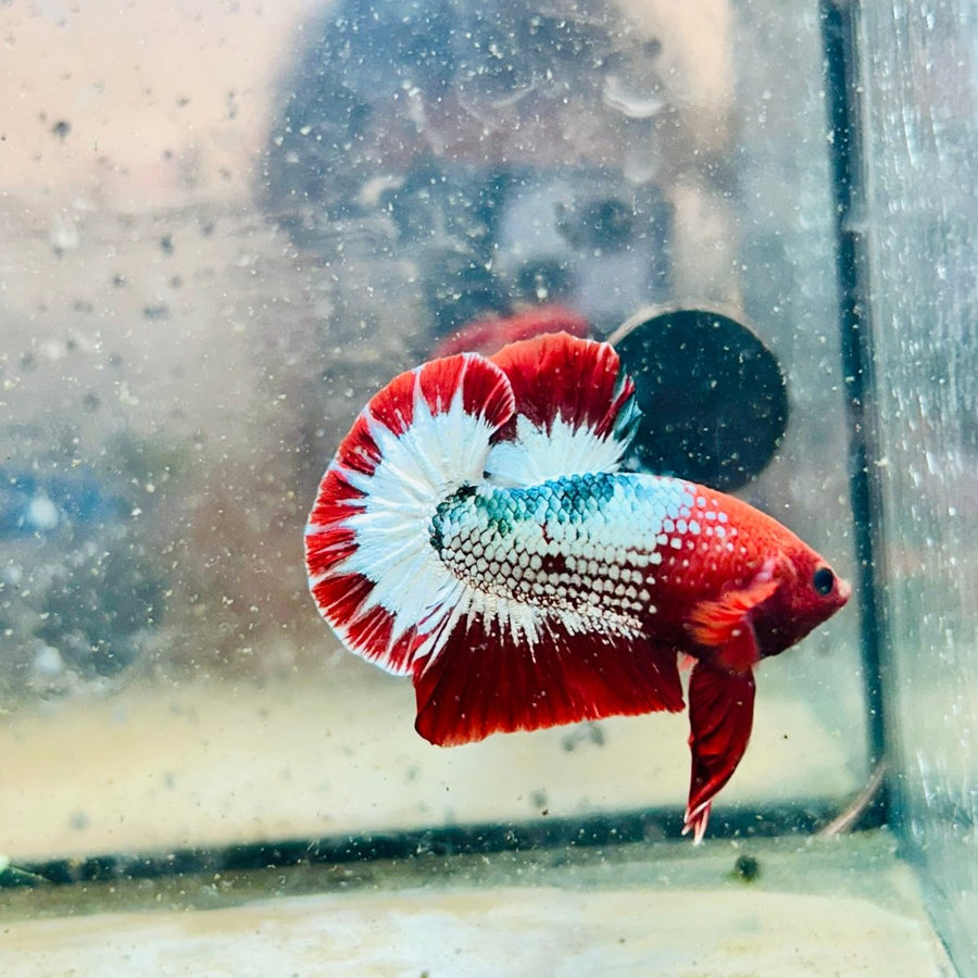Plakat Red Fancy Male Betta 195 Male betta