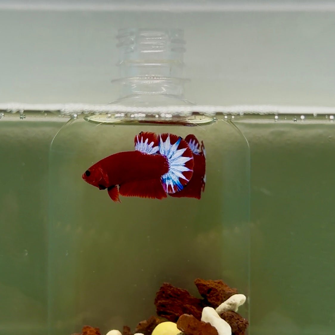 Plakat Red Fancy Male Betta J45