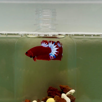 Plakat Red Fancy Male Betta J45