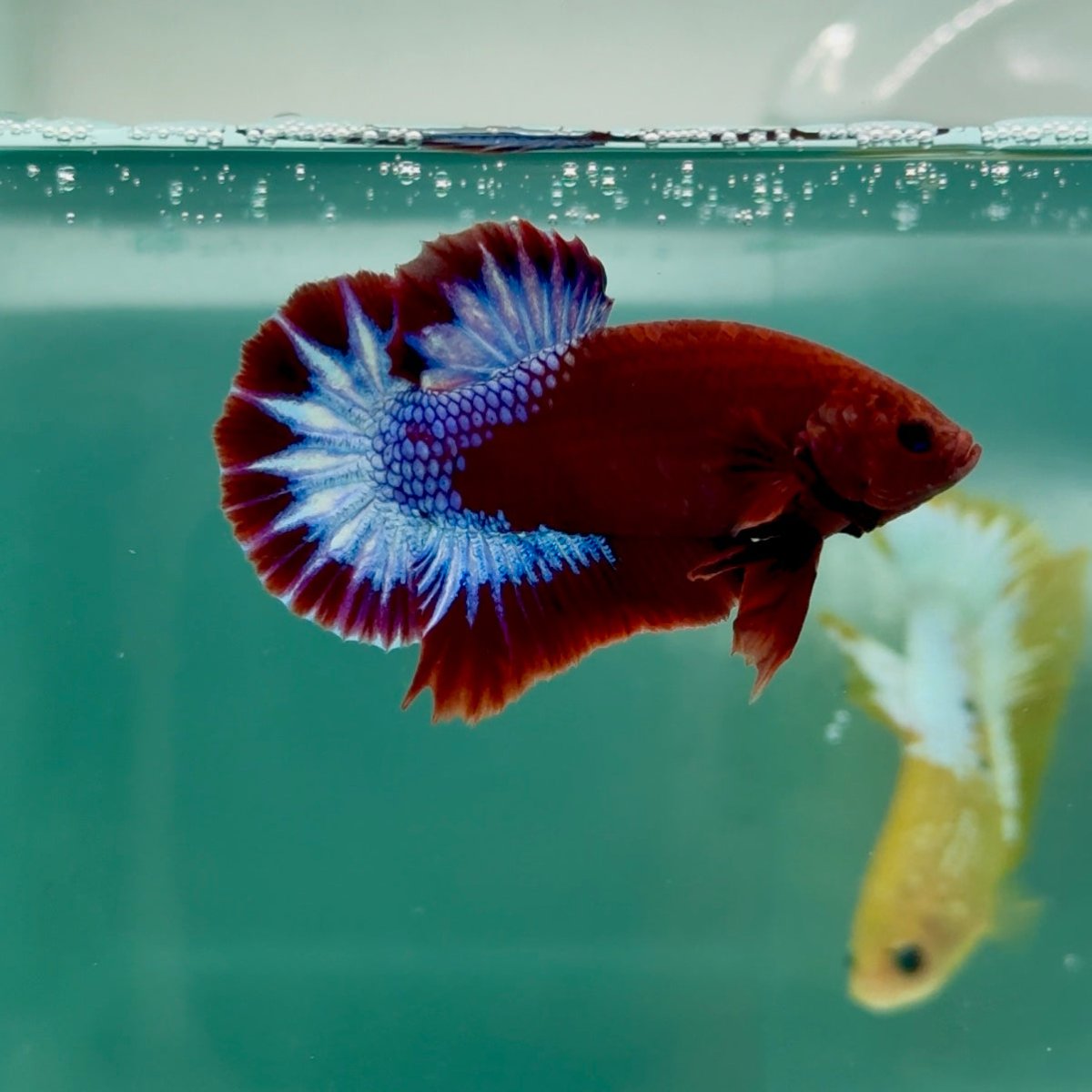 Plakat Red Fancy Male Betta Ma06