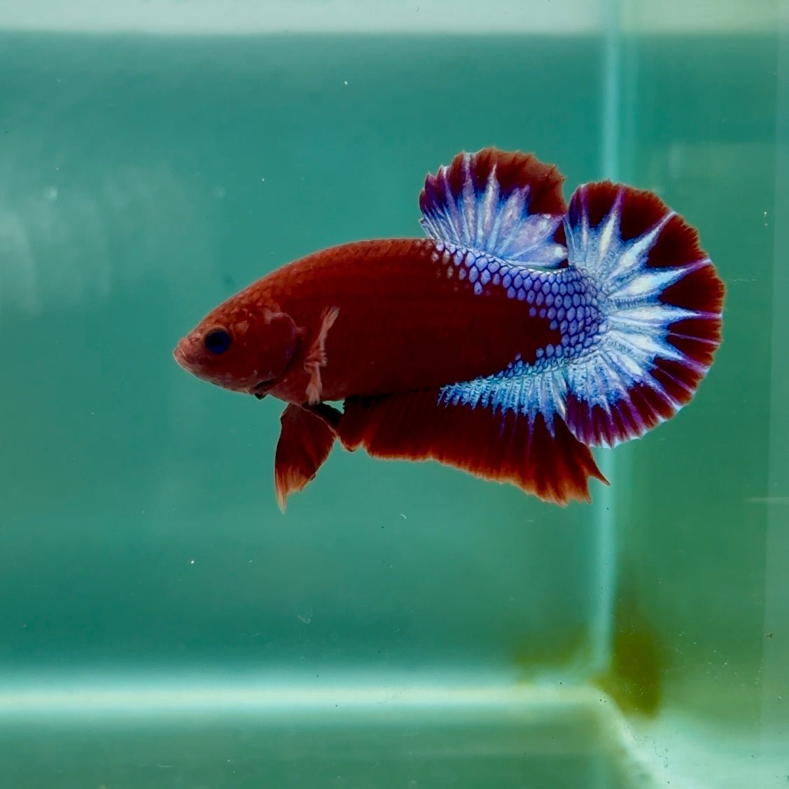 Plakat Red Fancy Male Betta Ma06