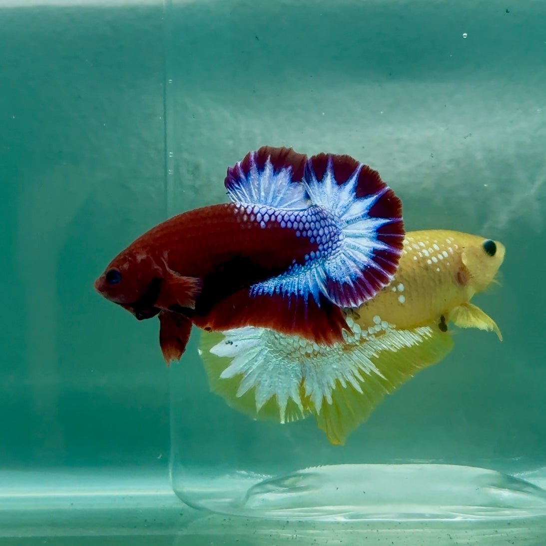 Plakat Red Fancy Male Betta Ma06