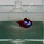 Plakat Red Fancy Male Betta N82