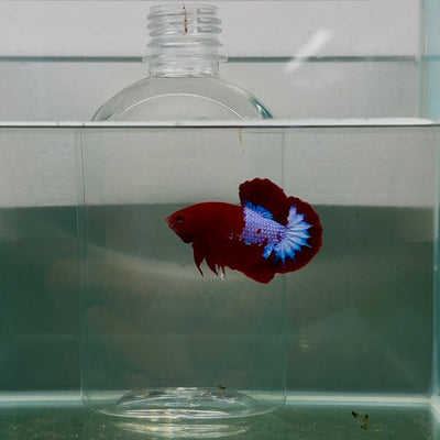 Plakat Red Fancy Male Betta N82