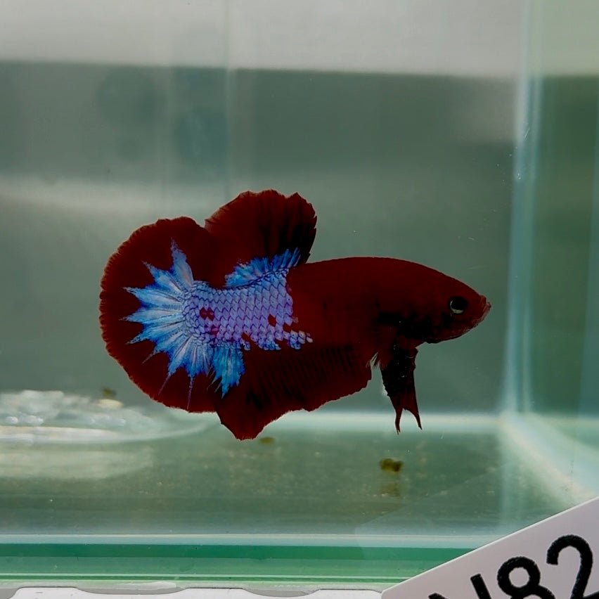 Plakat Red Fancy Male Betta N82