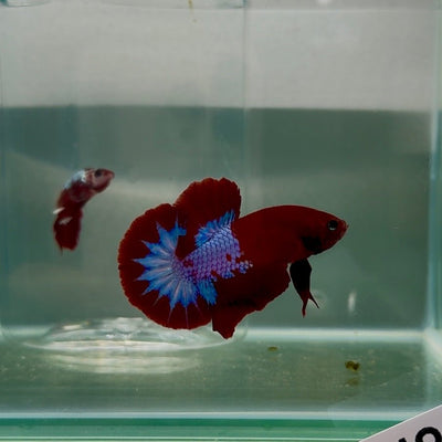 Plakat Red Fancy Male Betta N82