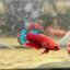 Plakat Red Fancy Startail Female Betta 019