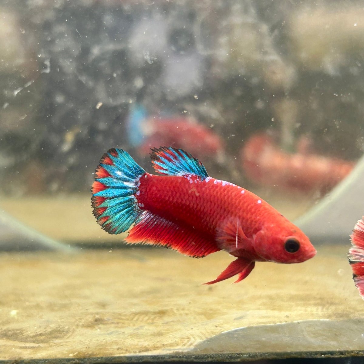 Plakat Red Fancy Startail Female Betta 019