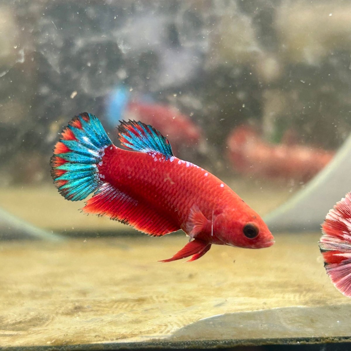 Plakat Red Fancy Startail Female Betta 019