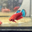 Plakat Red Fancy Startail Female Betta 019