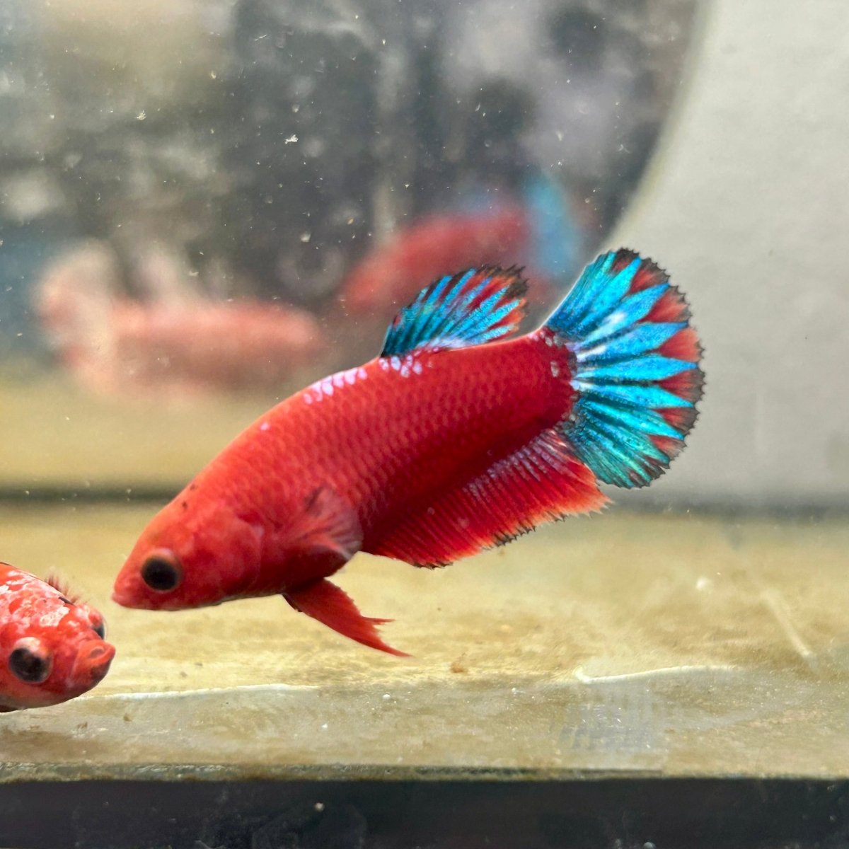 Plakat Red Fancy Startail Female Betta 019