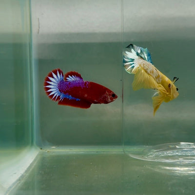 Plakat Red Fancy Startail Female Betta F33