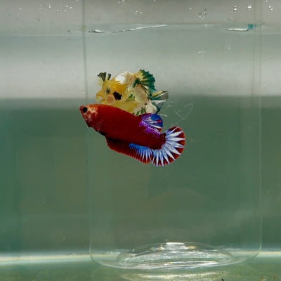 Plakat Red Fancy Startail Female Betta F34