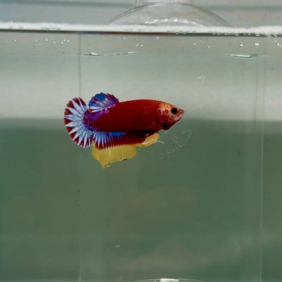 Plakat Red Fancy Startail Female Betta F34