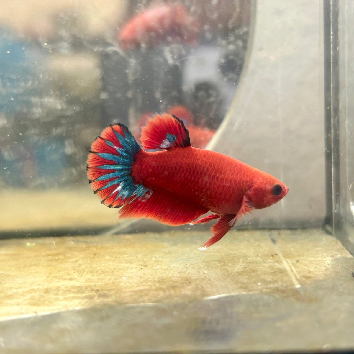 Plakat Red Fancy Startail Female Betta N89