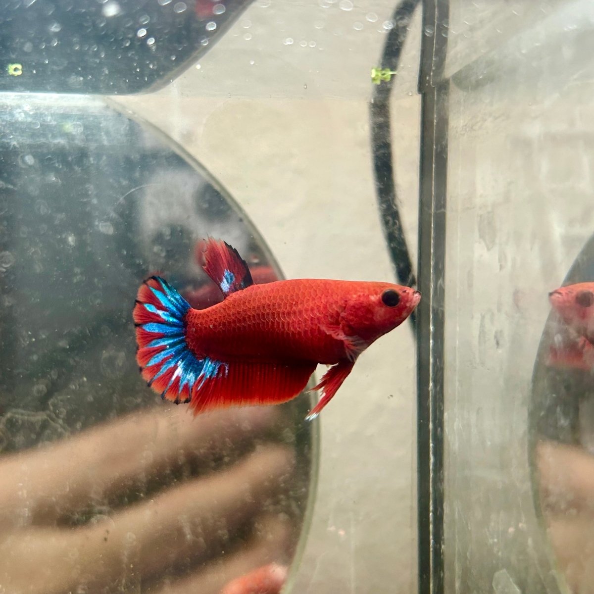 Plakat Red Fancy Startail Female Betta N89