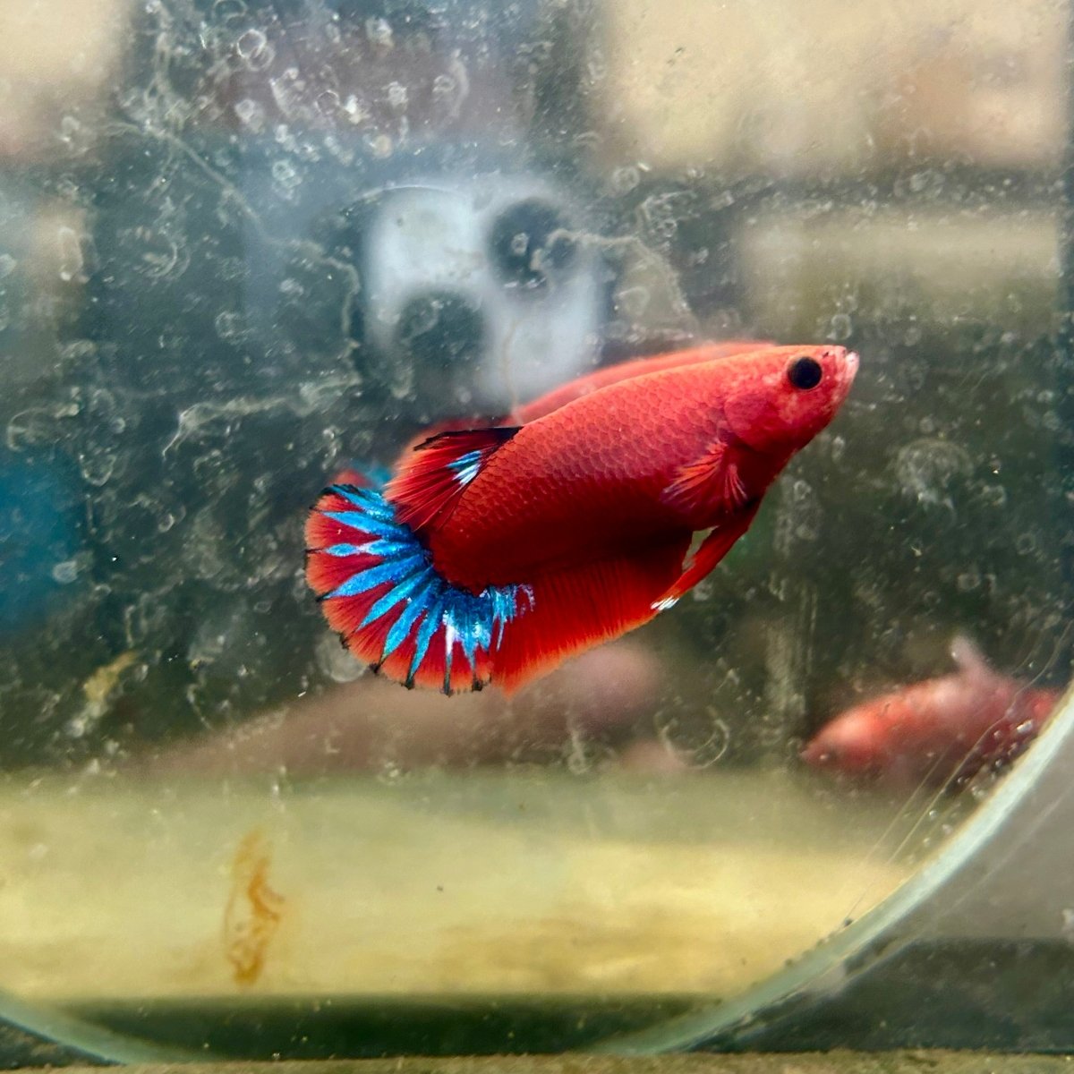 Plakat Red Fancy Startail Female Betta N89