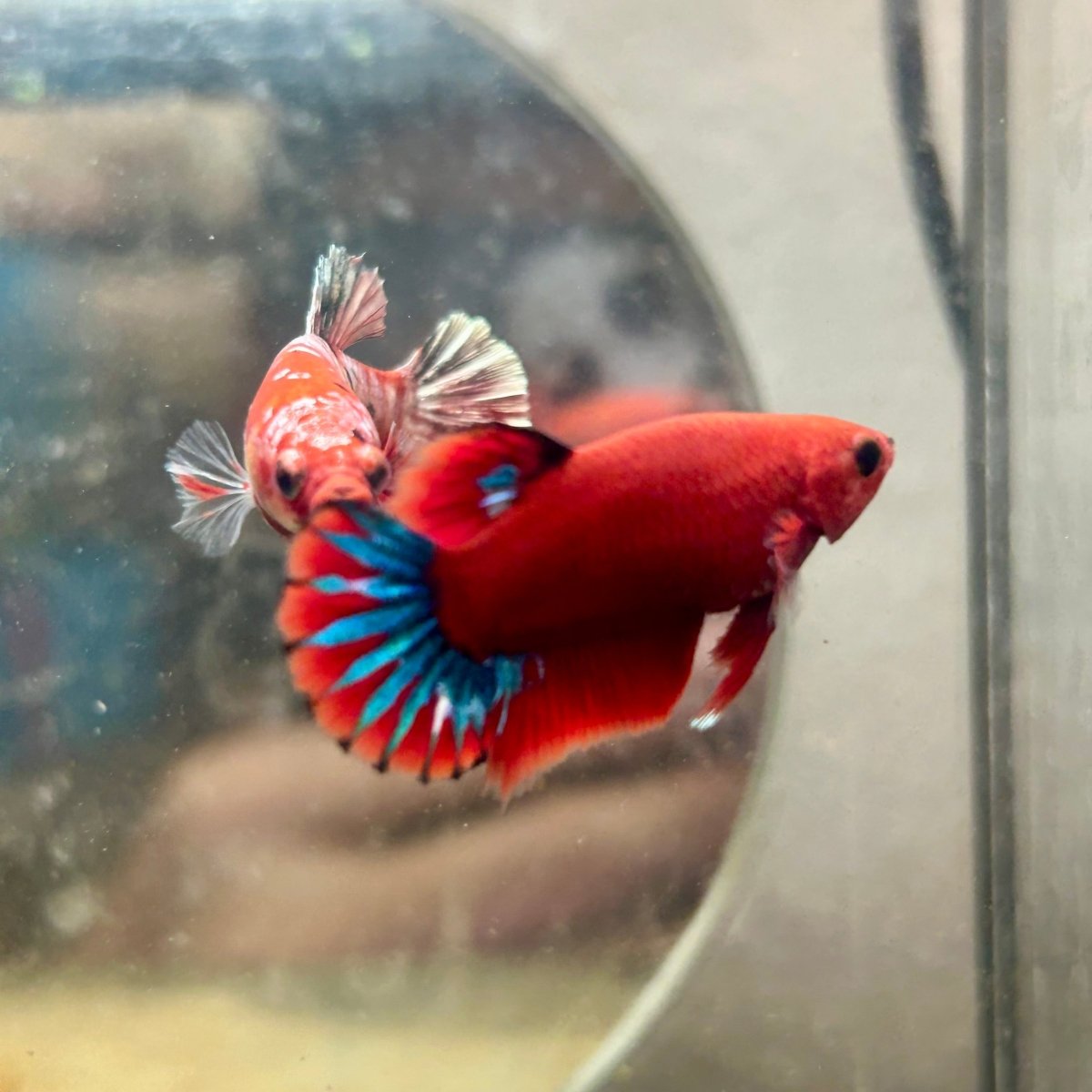 Plakat Red Fancy Startail Female Betta N89