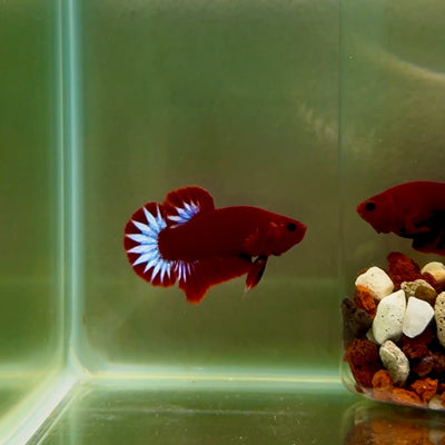 Plakat Red Fancy Startail Male Betta J07