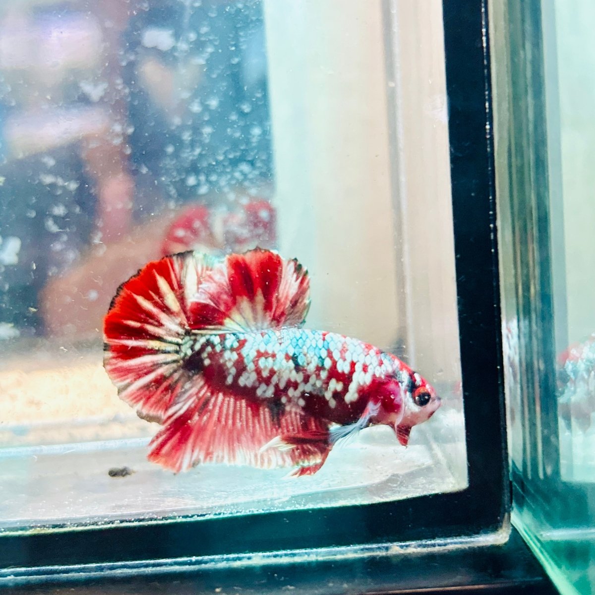 Plakat Red Galaxy Copper Male Betta #jul07