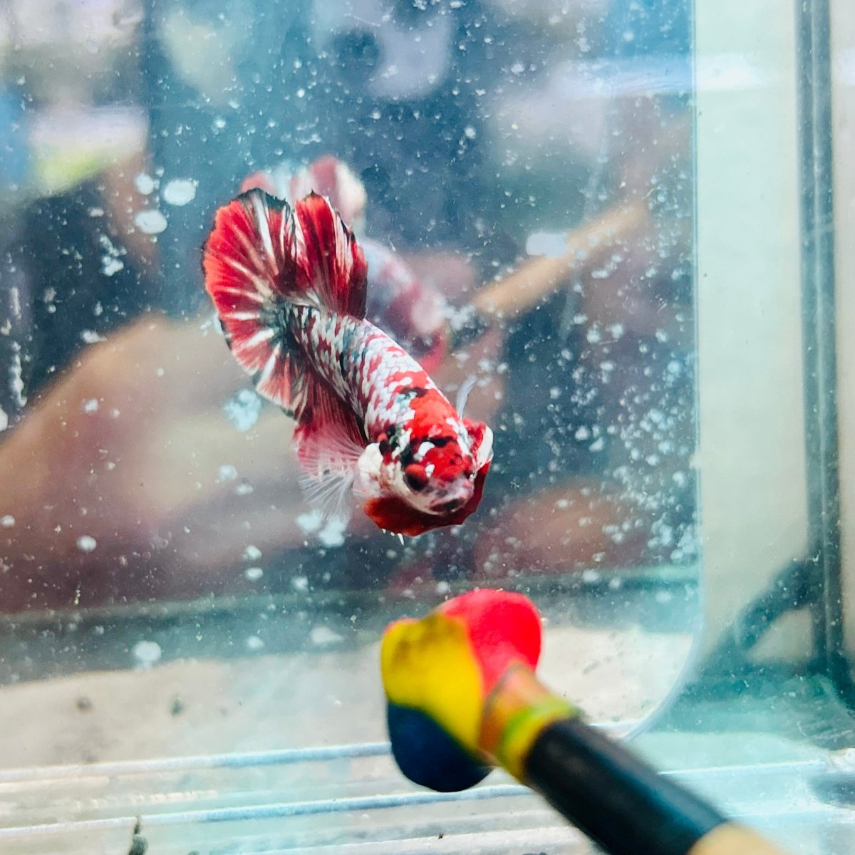 Plakat Red Galaxy Copper Male Betta #jul07
