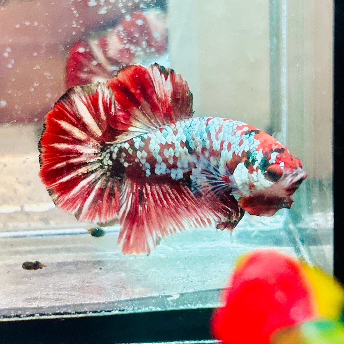 Plakat Red Galaxy Copper Male Betta #jul07