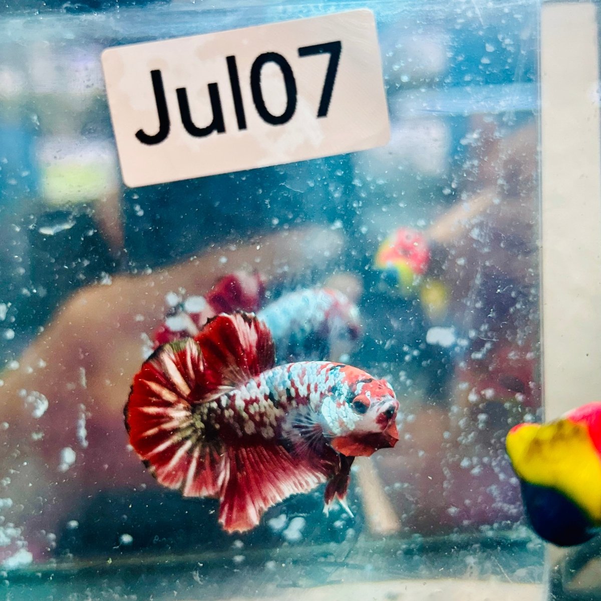 Plakat Red Galaxy Copper Male Betta #jul07